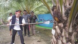 Bupati Koltim, Abd Azis melakukan panen raya sawit yang dilaksanakan di kecamatan Lambandia