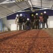 Pj Bupati Kolaka Utara (Kolut) Sukanto Toding saat melakukan kunjungan di Kolut Good Fermented (KGF), sebuah perusahaan lokal yang fokus pada pengumpulan biji kakao basah