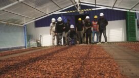Pj Bupati Kolaka Utara (Kolut) Sukanto Toding saat melakukan kunjungan di Kolut Good Fermented (KGF), sebuah perusahaan lokal yang fokus pada pengumpulan biji kakao basah