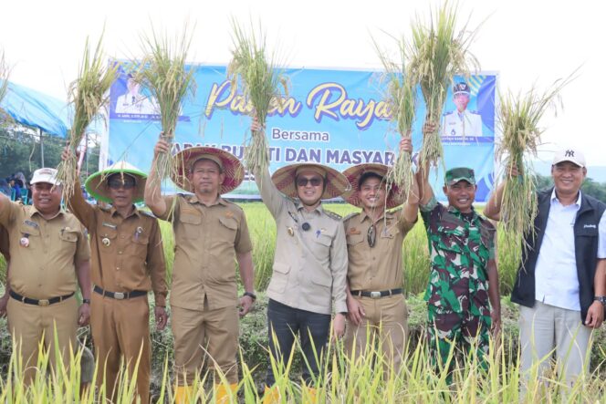 
 Bupati Kolaka Panen Raya di Desa Puubenua