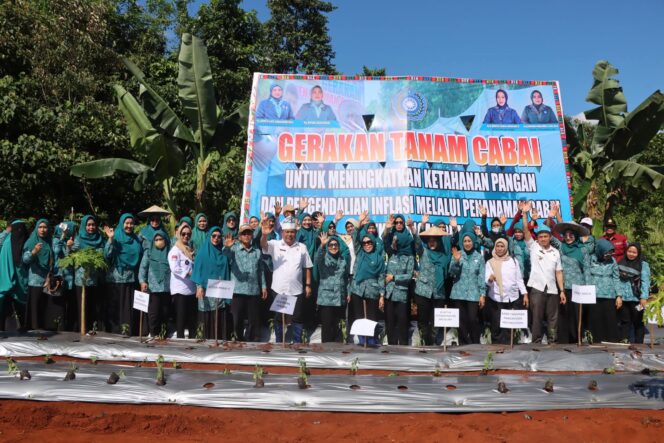 
 Tekan Inflasi, TP PKK Kolaka Tanam 9.200 Bibit Cabai