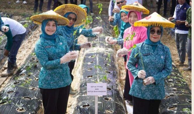 
 Pemkab Koltim Gelar Gerakan Tanam Cabai, Dukung Ketahanan Pangan dan Kendalikan Inflasi