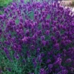 bunga lavender. foto: Indonesiahijau sejati/jawapos