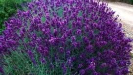 bunga lavender. foto: Indonesiahijau sejati/jawapos