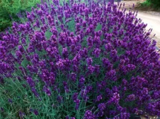 bunga lavender. foto: Indonesiahijau sejati/jawapos