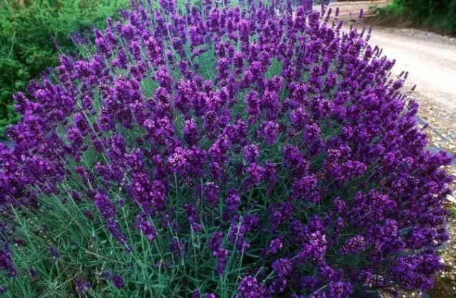 
 bunga lavender. foto: Indonesiahijau sejati/jawapos