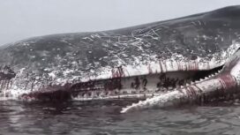 Paus dengan panjang sekitar 10 meter terdampar dalam kondisi mati di Pantai Desa Totobo, Kecamatan Pomalaa, Kolaka, Selasa (3/3). FOTO: Ist/ WARTASUA.COM