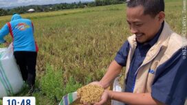 Kepala Bulog Kolaka saat melakukan penyerapan gabah petani di Kabupaten Kolaka