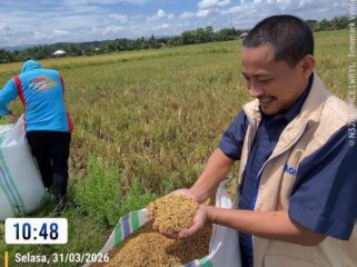 Kepala Bulog Kolaka saat melakukan penyerapan gabah petani di Kabupaten Kolaka