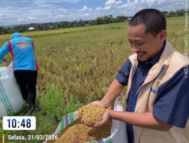 Kepala Bulog Kolaka saat melakukan penyerapan gabah petani di Kabupaten Kolaka