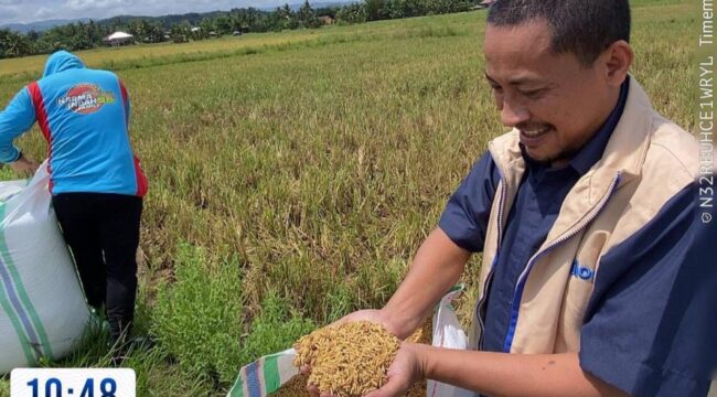 Kepala Bulog Kolaka saat melakukan penyerapan gabah petani di Kabupaten Kolaka