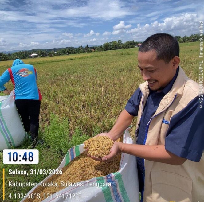 
 Kepala Bulog Kolaka saat melakukan penyerapan gabah petani di Kabupaten Kolaka