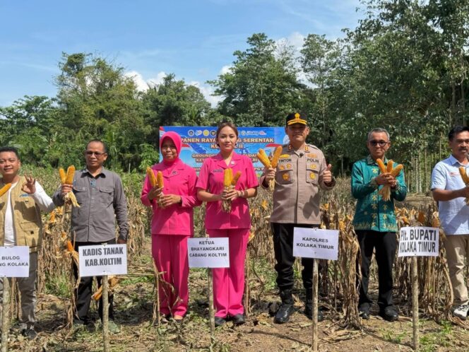 
 Panen Raya Jagung di Tirawuta, Bukti Sinergi Koltim Perkuat Ketahanan Pangan