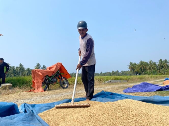 
 Gabah Dibeli Rp5.500 per Kilogram, Petani Kamisi Berharap Bulog Turun Menyerap Hasil Panen